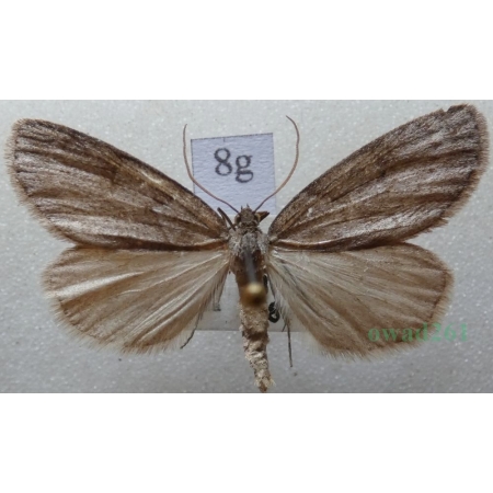 Pachycnemia hippocastanaria (Hübner, 1799) Płazik wrzosowiak Czech8g